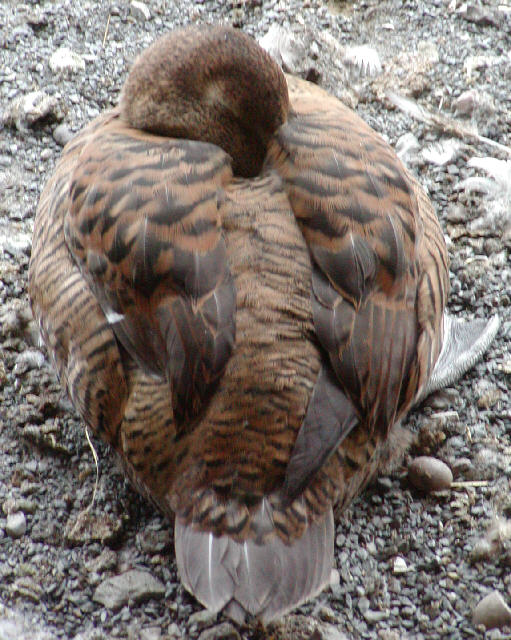 Female eider