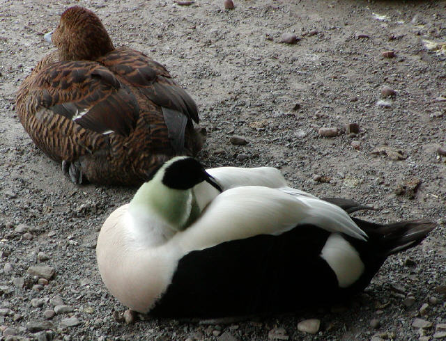 Eider