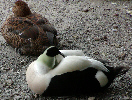 Eider