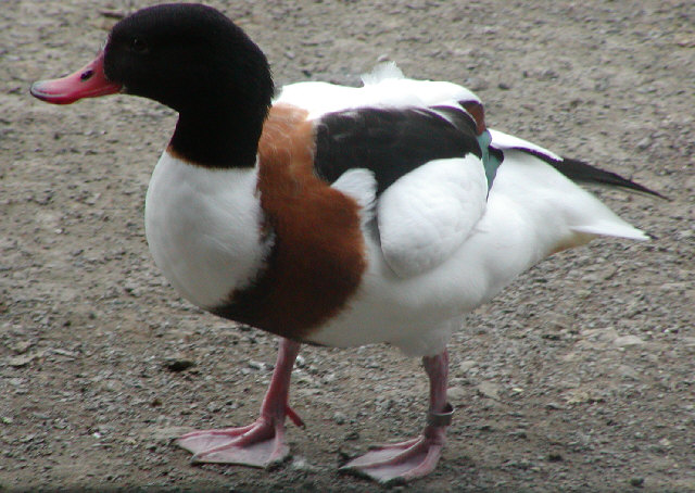 Common Shelduck