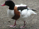 Common Shelduck
