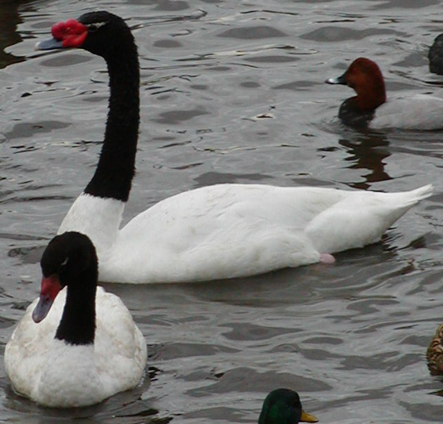 Black-necked swan