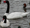 Black-Necked Swan