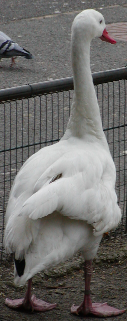 Coscoroba Swan