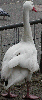Coscoroba Swan