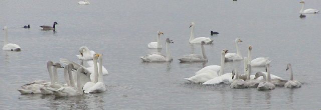 Whooper Swans preparing for fight