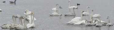Whooper Swans