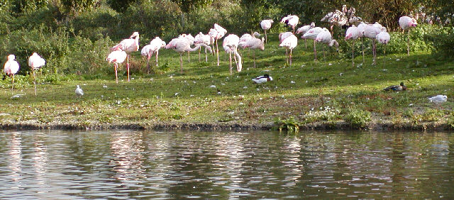 Flamingos