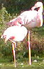 Flamingos