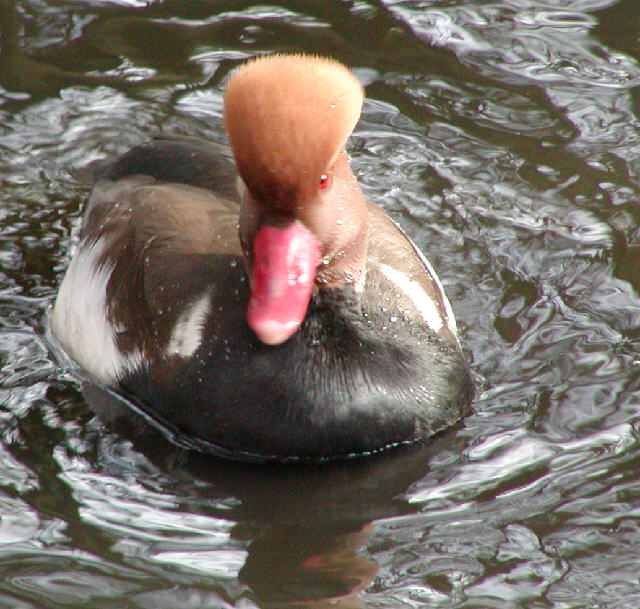 Red crested Pochard