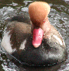 Red crested Pochard