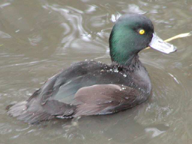New Zealand Scaup