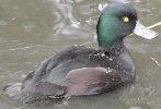 New Zealand Scaup