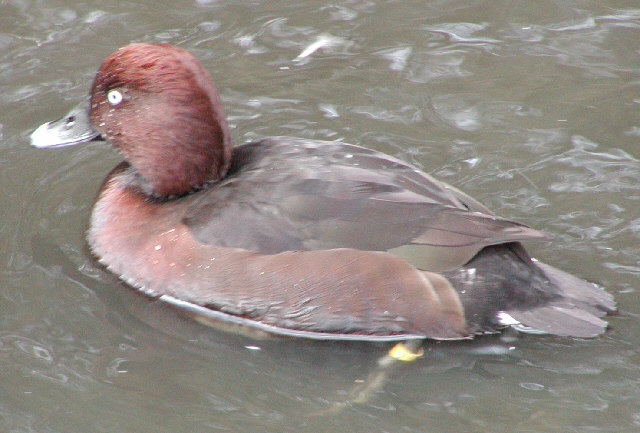 Ferruginous Duck