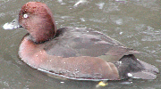 Ferruginous Duck