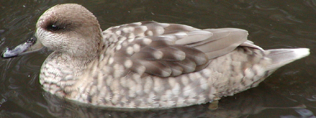 Marbled Teal