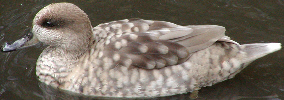 Marbled Teal