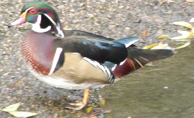 wood Duck