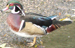 Wood Duck