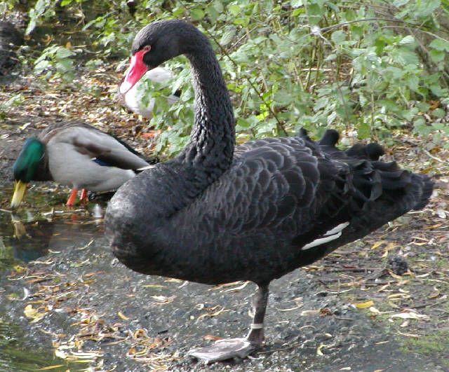 Black swan