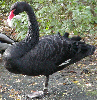 Black Swan