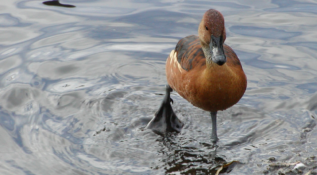 fulvous tree Duck