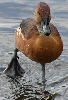 Fulvous Tree Duck