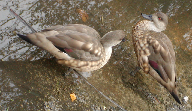 Crested Duck