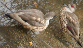 Crested Duck