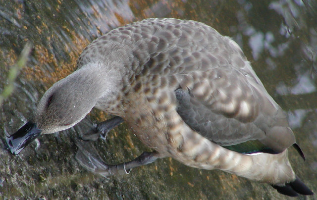 Chestnut Teal