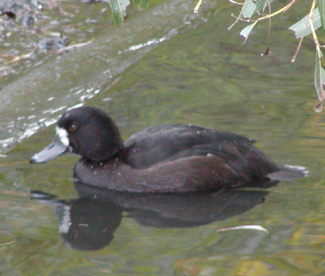 Greater Scaup