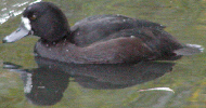 Greater Scaup