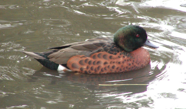 Chestnut Teal