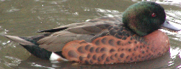 Chestnut Teal