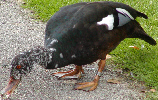 Wood Duck