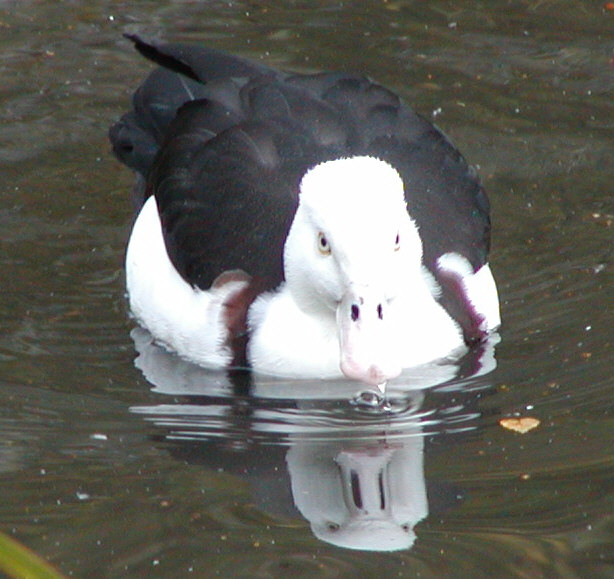 Radjah Shelduck