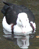 Radjah Shelduck