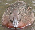 Fulvous Tree Duck