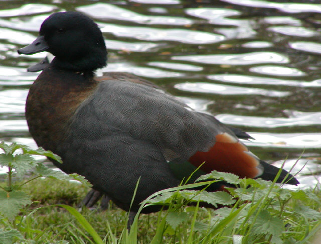 Paradise Shelduck