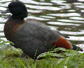 Paradise Shelduck