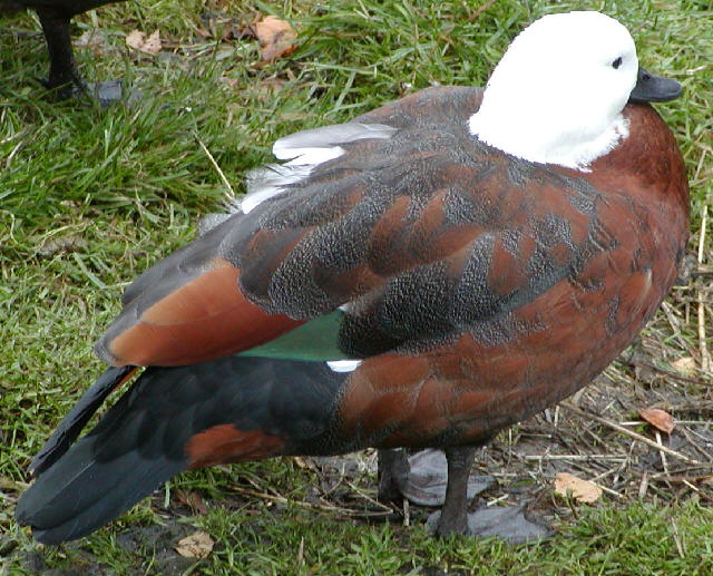 Paradise Shelduck