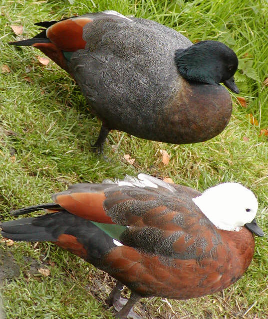 Paradise Shelduck