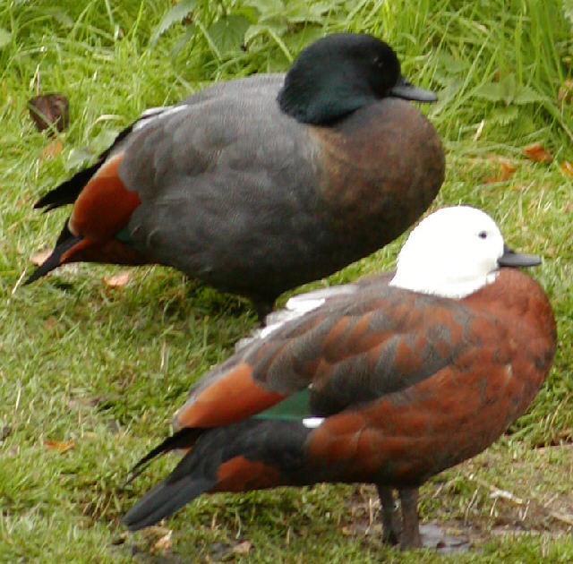 Paradise Shelduck
