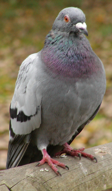 Rock Dove