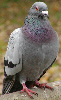 Rock Dove