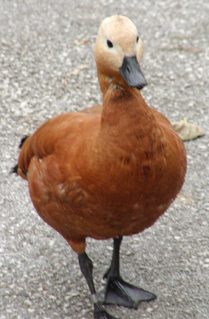 Ruddy Shelduck