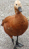 Ruddy Shelduck
