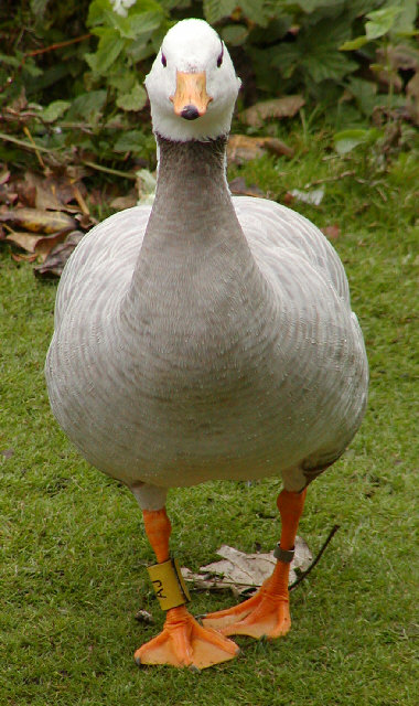 Bar-headed Goose