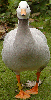 Bar-Headed Goose