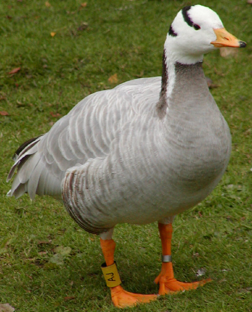 Bar-headed Goose